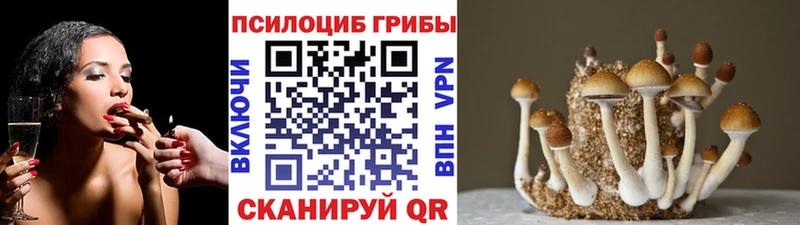 omg вход  Демидов  Галлюциногенные грибы мицелий 